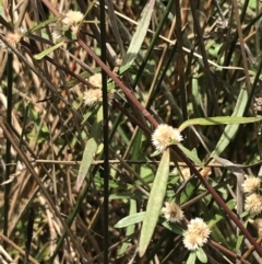 Alternanthera denticulata (Lesser Joyweed) at Hackett, ACT - 18 Apr 2022 by Tapirlord