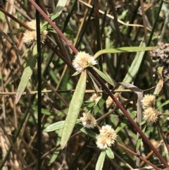 Alternanthera denticulata at Hackett, ACT - 18 Apr 2022