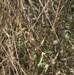 Alternanthera denticulata at Hackett, ACT - 18 Apr 2022