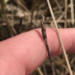 Eleocharis sp. (Spike-rush) at Hackett, ACT - 18 Apr 2022 by Tapirlord