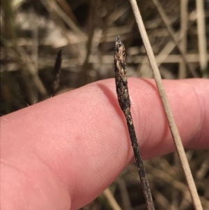 Eleocharis sp. at Hackett, ACT - 18 Apr 2022