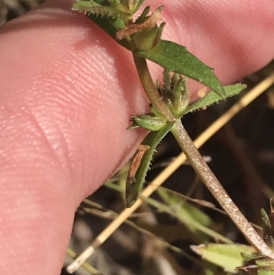 Gratiola pumilo (A Brooklime) at Hackett, ACT - 18 Apr 2022 by Tapirlord