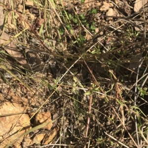 Gratiola pumilo at Hackett, ACT - 18 Apr 2022
