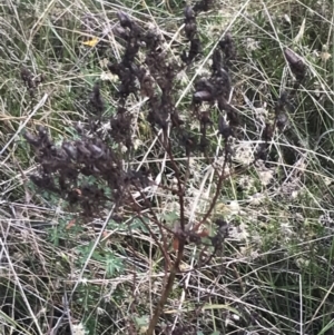 Hypericum perforatum at Hackett, ACT - 18 Apr 2022