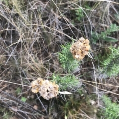 Chrysocephalum semipapposum (Clustered Everlasting) at Hackett, ACT - 18 Apr 2022 by Tapirlord