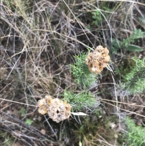 Chrysocephalum semipapposum at Hackett, ACT - 18 Apr 2022 12:19 PM