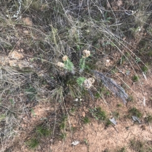 Chrysocephalum semipapposum at Hackett, ACT - 18 Apr 2022