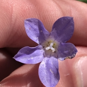 Wahlenbergia stricta subsp. stricta at Campbell, ACT - 18 Apr 2022