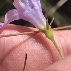 Wahlenbergia stricta subsp. stricta at Campbell, ACT - 18 Apr 2022