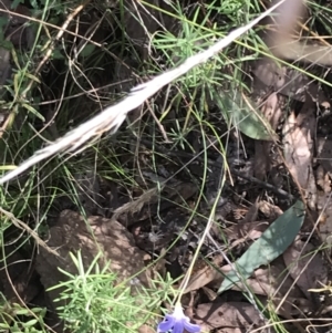 Wahlenbergia stricta subsp. stricta at Campbell, ACT - 18 Apr 2022