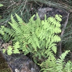 Histiopteris incisa (Bat's-Wing Fern) at Mount Ainslie - 18 Apr 2022 by Tapirlord