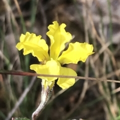 Goodenia hederacea subsp. hederacea (Ivy Goodenia, Forest Goodenia) at Mount Ainslie - 18 Apr 2022 by Tapirlord