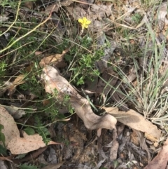 Goodenia hederacea subsp. hederacea at Campbell, ACT - 18 Apr 2022