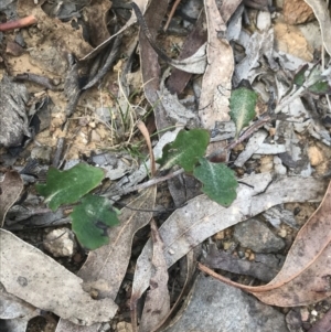 Goodenia hederacea subsp. hederacea at Campbell, ACT - 18 Apr 2022