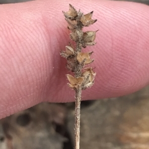 Plantago gaudichaudii at Campbell, ACT - 18 Apr 2022