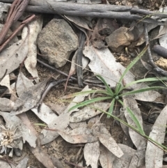 Plantago gaudichaudii at Campbell, ACT - 18 Apr 2022 10:40 AM