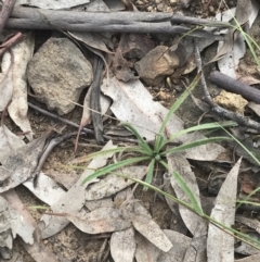 Plantago gaudichaudii at Campbell, ACT - 18 Apr 2022 10:40 AM