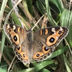 Junonia villida (Meadow Argus) at Campbell, ACT - 18 Apr 2022 by Tapirlord