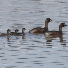 Tachybaptus novaehollandiae (Australasian Grebe) at Whitlam, ACT - 2 May 2022 by AlisonMilton