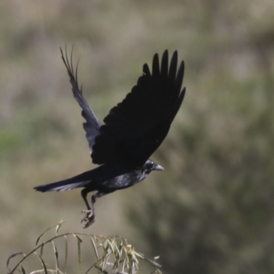 Corvus coronoides (Australian Raven) at Molonglo Valley, ACT - 2 May 2022 by AlisonMilton