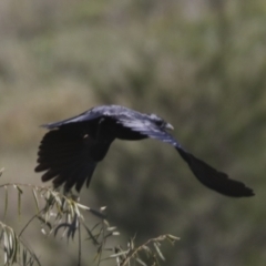 Corvus coronoides at Molonglo Valley, ACT - 2 May 2022