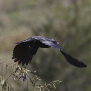 Corvus coronoides at Molonglo Valley, ACT - 2 May 2022 11:11 AM