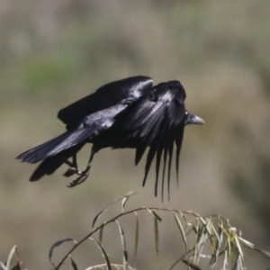 Corvus coronoides at Molonglo Valley, ACT - 2 May 2022