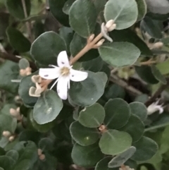 Correa alba var. alba (White Correa) at Mollymook Beach, NSW - 19 Apr 2022 by Tapirlord