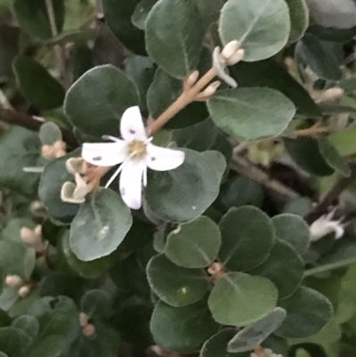 Correa alba var. alba (White Correa) at Mollymook Beach, NSW - 19 Apr 2022 by Tapirlord