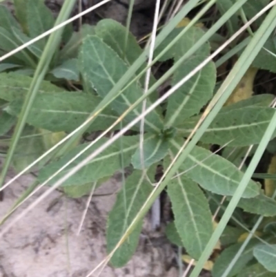 Actites megalocarpus (Dune Thistle) at Mollymook Beach, NSW - 19 Apr 2022 by Tapirlord