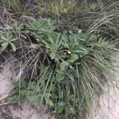 Actites megalocarpus at Mollymook Beach, NSW - 19 Apr 2022 05:24 PM