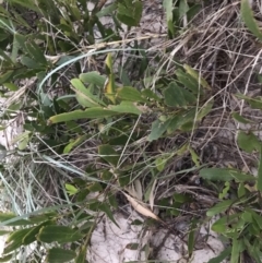 Acacia longifolia subsp. sophorae (Coast Wattle) at Mollymook Beach, NSW - 19 Apr 2022 by Tapirlord