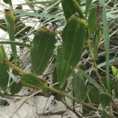 Acacia longifolia subsp. sophorae at Mollymook Beach, NSW - 19 Apr 2022