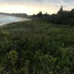 Acacia longifolia subsp. sophorae at Mollymook Beach, NSW - 19 Apr 2022 05:24 PM