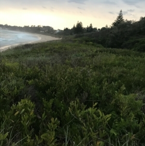 Acacia longifolia subsp. sophorae at Mollymook Beach, NSW - 19 Apr 2022