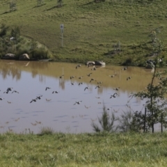 Chenonetta jubata at Molonglo Valley, ACT - 2 May 2022