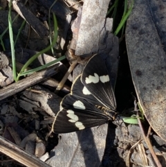 Nyctemera amicus (Senecio Moth, Magpie Moth, Cineraria Moth) at Karabar, NSW - 1 May 2022 by SteveBorkowskis