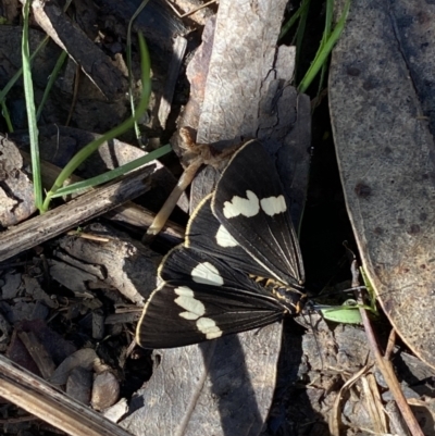 Nyctemera amicus (Senecio Moth, Magpie Moth, Cineraria Moth) at QPRC LGA - 1 May 2022 by Steve_Bok