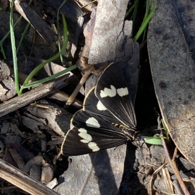 Nyctemera amicus (Senecio Moth, Magpie Moth, Cineraria Moth) at Karabar, NSW - 1 May 2022 by SteveBorkowskis