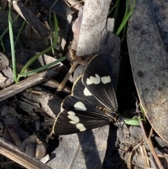 Nyctemera amicus (Senecio Moth, Magpie Moth, Cineraria Moth) at Karabar, NSW - 1 May 2022 by Steve_Bok