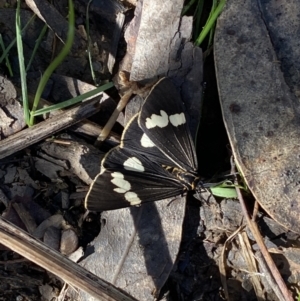 Nyctemera amicus at Karabar, NSW - 1 May 2022 11:57 AM