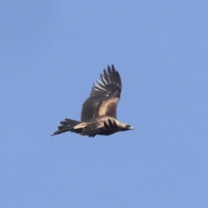 Aquila audax at Nanima, NSW - suppressed