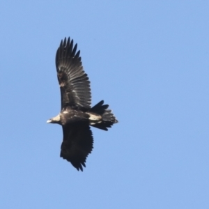 Aquila audax at Nanima, NSW - suppressed