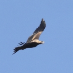 Aquila audax at Nanima, NSW - suppressed