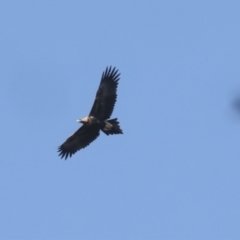 Aquila audax at Nanima, NSW - 1 May 2022