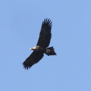 Aquila audax at Nanima, NSW - 1 May 2022