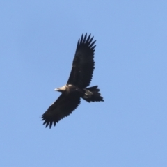 Aquila audax at Nanima, NSW - 1 May 2022