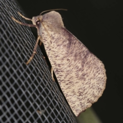 Fisera (genus) (Unidentified Fisera moths) at O'Connor, ACT - 29 Apr 2022 by ibaird