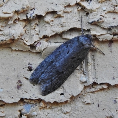 Oecophoridae (family) (Unidentified Oecophorid concealer moth) at Wanniassa, ACT - 1 May 2022 by JohnBundock