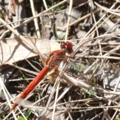 Diplacodes haematodes (Scarlet Percher) at Nanima, NSW - 1 May 2022 by AlisonMilton